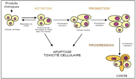 Figure 06: les différentes phases de la cancérogenèse induite par un xénobiotique   (SAVARY, 2014)