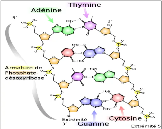 Figure 08 : Structure de la molécule d’ADN (Anonima). 