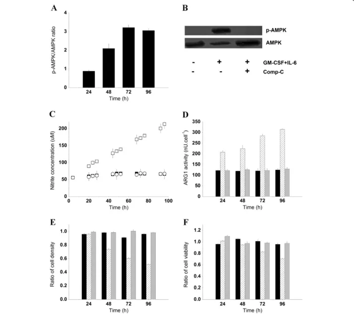 Figure 5 Implication of AMPK in the maturation of BM cells to MDSCs. (A) p-AMPK to AMPK ratio in BM-derived MDSCs as analyzed by densitometry analysis of western blot bands