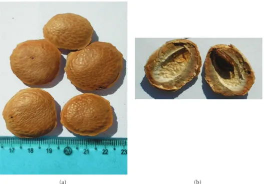 Figure 1: Pterodon emarginatus (Vogel) fruits with seed. The first picture shows the closed and the second one shows opened fruit with seed exposed.