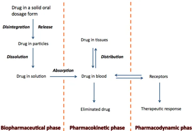 Figure 1.1 Representation of the three phases between drug administration and the attainment  of  the  therapeutic  effect:  the  biopharmaceutical  phase,  the  pharmacokinetic  phase,  and  the  pharmacodynamic phase