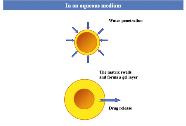 Figure 1.7 Schematic representation of drug-release from hydrophilic polymer matrix tablets