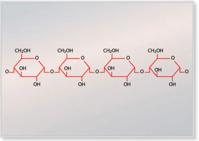 Figure 1.11 Schematic representation of the linear amylose macromolecule with its α-(1→4)- α-(1→4)-linked  D -glucose units