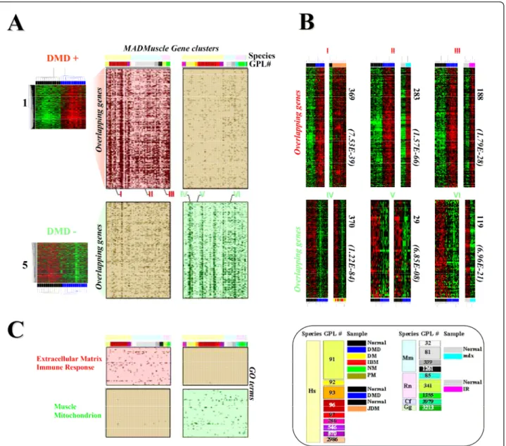 Figure 3 Using the MADMuscle meta-analysis tool to perform systematic cross-species and cross-platform comparisons independently from the studied samples