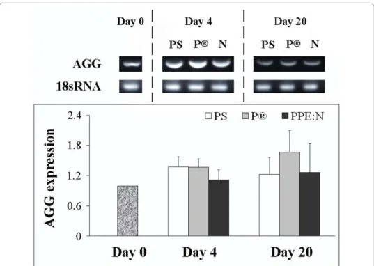 Figure 5 Effect of polystyrene culture dishes (PS), Primaria ® (P), and PPE:N (N) surfaces on the level of aggrecan mRNA in hypertrophic growth plate chondrocytes