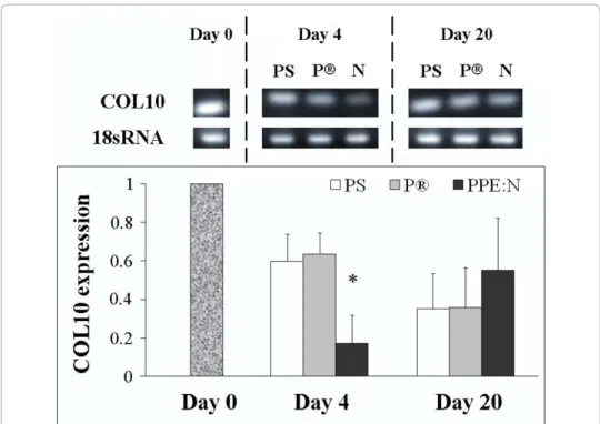 Figure 3 Effect of polystyrene culture dishes (PS), Primaria ® (P), and PPE:N (N) surfaces on the level of type X collagen mRNA in hypertrophic growth plate chondrocytes