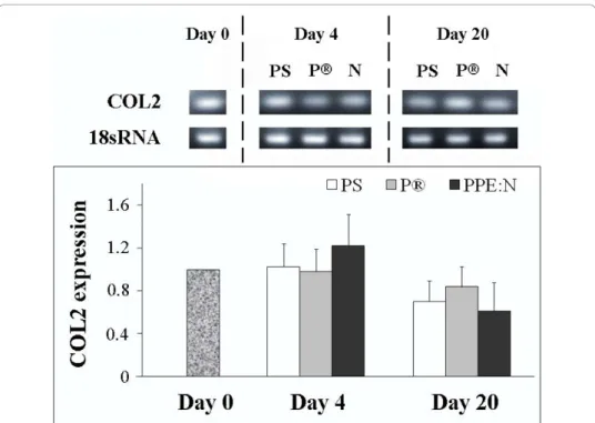 Figure 4 Effect of polystyrene culture dishes (PS), Primaria ® (P), and PPE:N (N) surfaces on the level of type II collagen mRNA in hypertrophic growth plate chondrocytes