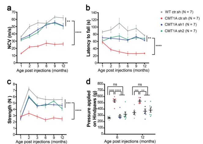 Fig. 4 Intra-nerve injections of AAV2/9-sh1 and sh2 prevent the myelin sheath defects in CMT1A rats