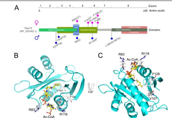 Figure 1. Mutations identified in NAA10. A: Schematic representation of the NAA10 protein, encoding exons (numbered after NM_003491.3), domains (based on NCBI reference NP_003482.1, UniProt P41227 and the crystal structure of the NatA complex [Liszczak et 