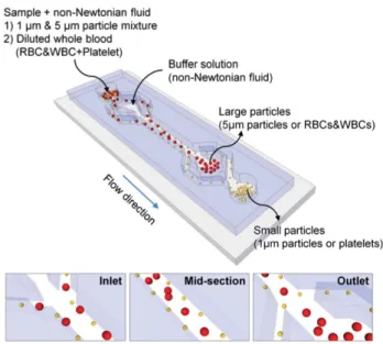 Fig. 1-24  Schematic diagram of size-dependent particle separation using elasto-inertial characteristics  of non-Newtonian fluid flow