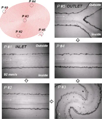 Fig. 1-27  Sequential images along a fluidic path in a double spiral channel showing the enrichment of  particles