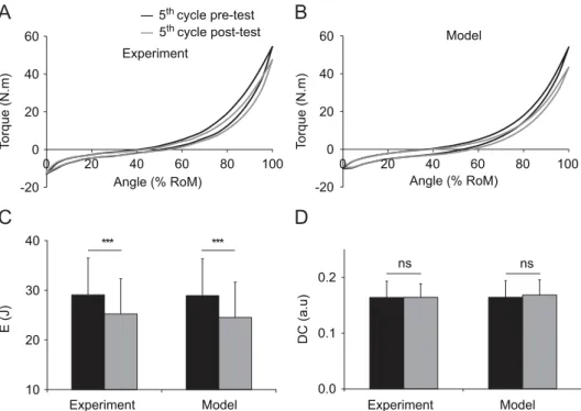 Fig. 6. Comparison between model and experimental results for the effects of static stretching