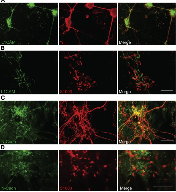 Figure 8. L1CAM and N-cadherin (N-Cadh) are both expressed by enteric neurons in pcENS