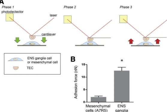 Figure 2. (See previous page). TECs adhere mainly to enteric nervous structures. (A – D) Adhesion assays using single-cell suspensions of GFP-expressing human tumor epithelial Caco-2 cells added to rat pcENS were performed