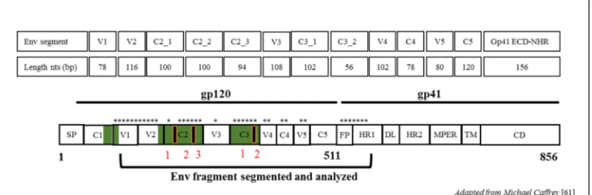 Fig 1. Schematic figure showing all env segments used for diversity estimates. Segments length corresponds to that of strain HXB2 of HIV-1 nucleotides positions