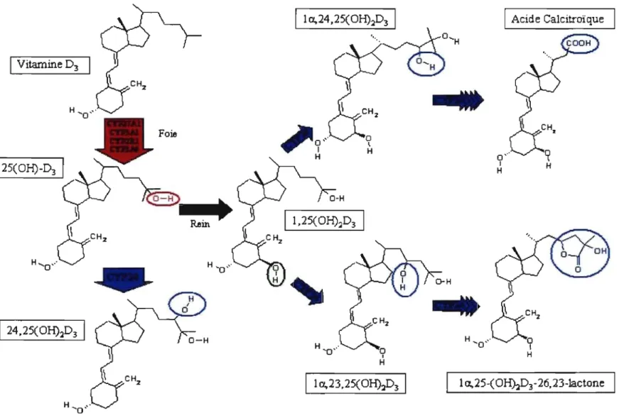 Figure  1:  Représentation des transfonnations enzymatiques menant à l'activation et à la dégradation de  la vitamine D