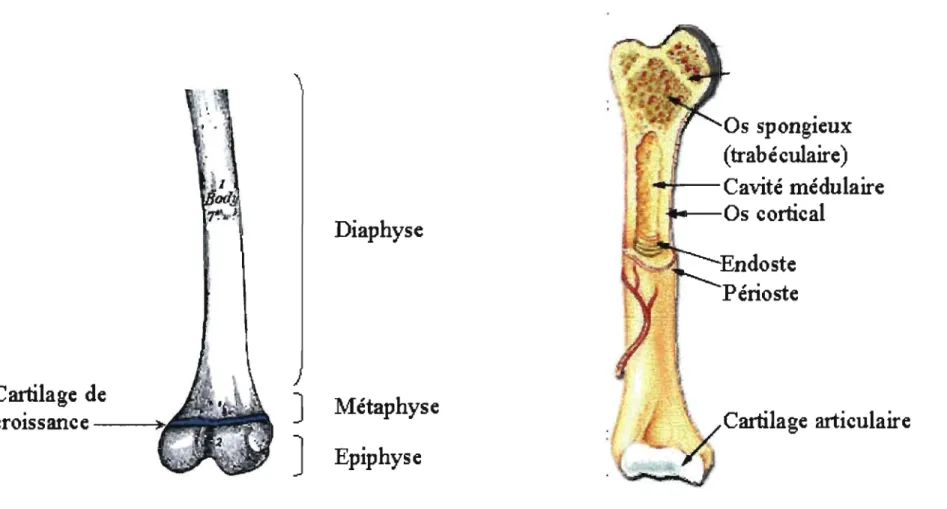 Figure 3:  Représentation des structures macroscopique d'un os long .. Image provenant (A) du Gray Anatomy édition  1918 et (B) du  siite SEER's Training Web Site, 