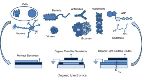 Figure  1.1:  A  cartoon  showing  the  scope  of  organic  bioelectronics.  Biological  moieties,  including  cells,  micro-organisms,  proteins,  oligonucleotides,  and  small  molecules,  can  be  interfaced  with  organic  electronic  devices  to  yiel