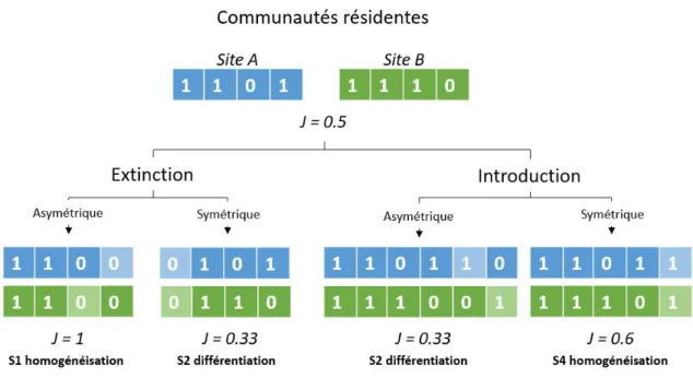 Figure  1.2.  Scénario d’extinction et d’introduction et effets sur la diversité bêta