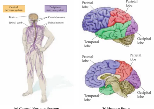 Figure 1.1 – The the principal regions of human’s Central Nervous System. Adapted from [3].
