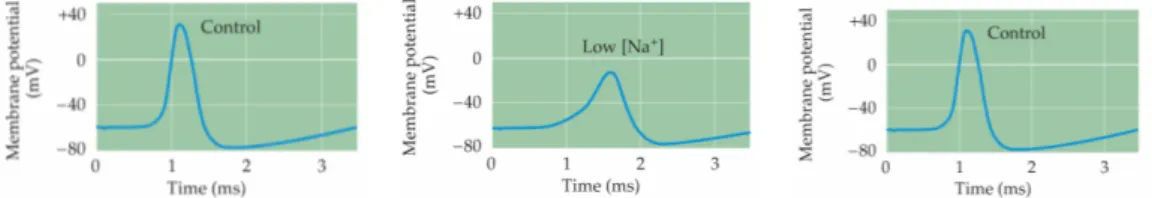 Figure 1.6 – Effect of the reduction of Na + concentration on action potential [3].