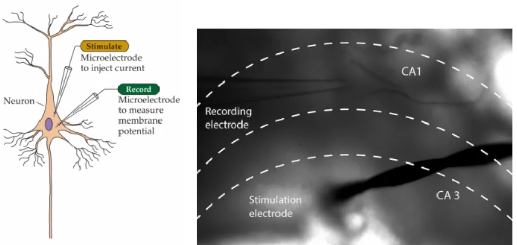 Figure 1.7 – Recording of single cell’s activity and local field potential.