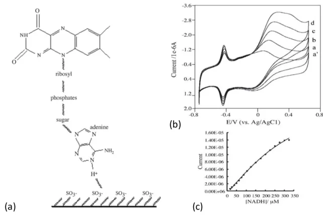 Figure 7: Immobilization scheme (a), cyclic voltammogram at different  concentrations of NADH (b), and a plot of current vs