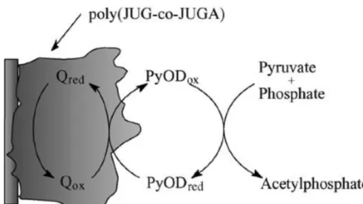 Figure 10: Schematic of the catalytic cycle for the PyOD/poly(JUG-co-JUGA)- PyOD/poly(JUG-co-JUGA)-modified electrode in anaerobic conditions (Q refere to chrage) from Dang, L
