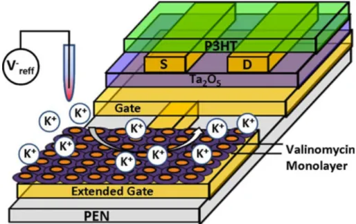 Figure 12: Schematic of an ISFET for potassium ion sensing from Rai, P.; 
