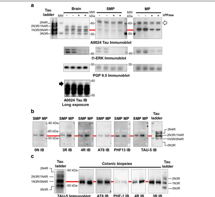 Fig. 1 Tau isoforms and phosphorylation in adult human ENS. a Human brain and colon tissue lysates (submucosal and muscle layers, which contains the submucosal (SMP) and myenteric plexus (MP), respectively) were subjected to immunoblot analysis using the p
