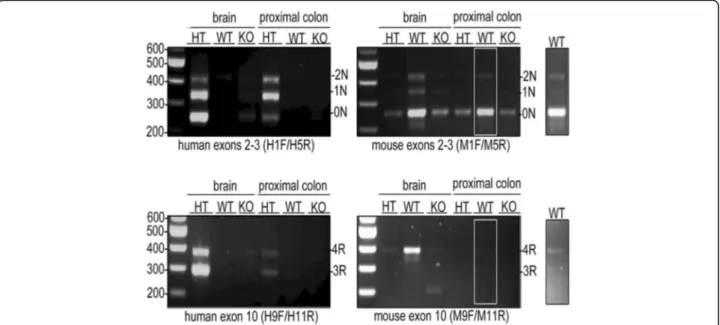 Fig. 3 Detection of tau in htau and wild-type mouse brain and proximal colon. Htau (HT), wild-type (WT) and tau knock-out (KO) brain and proximal colon cDNA was amplified using PCR with human- and mouse-tau specific primers to detect the expression of exon