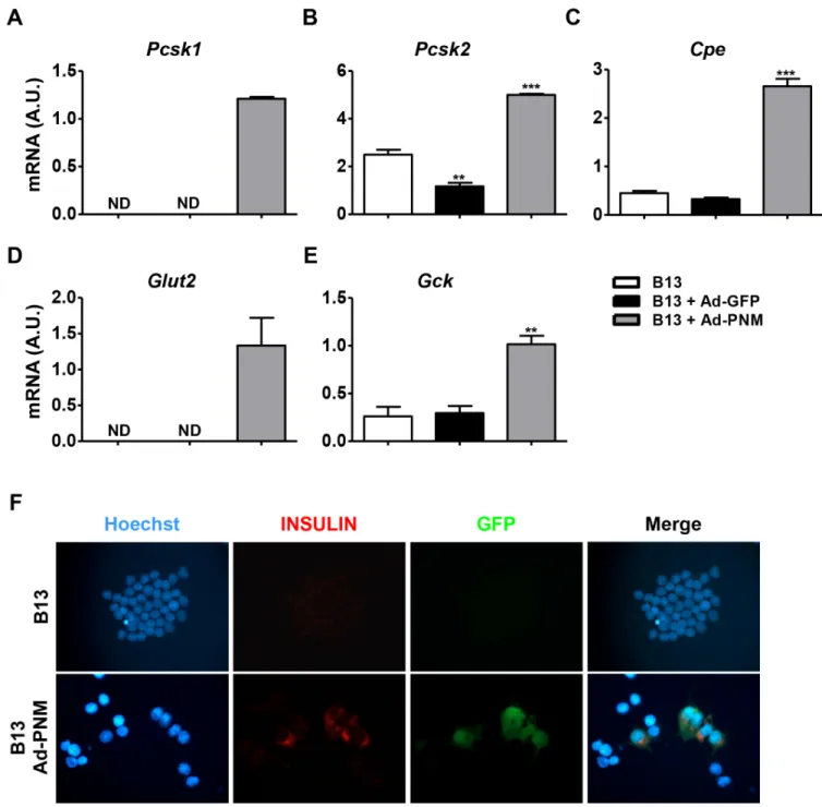 Fig 2. Expression levels of the insulin processing enzymes Glut 2 and Gck and insulin protein production in reprogrammed B13 cells