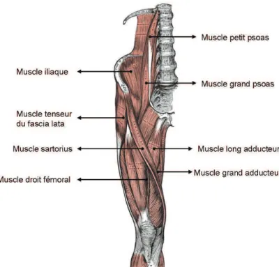 Figure 1.3 Muscles de l’articulation de la hanche ou de la région coxo-iliaque (Gray, 1918).