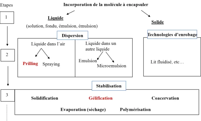 Figure 30. Représentation simplifiée des étapes d’un procédé d’encapsulation selon Poncelet  et Dreffier (2007)