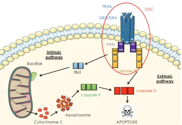 Figure 3. TRAIL-induced apoptosis signaling pathway via the death receptors DR4 and DR5