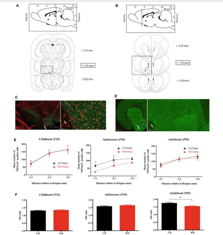 FigUre 6 | Quantification of TH/NeuN positive neurons in ventral tegmental area (VTA) and TH density fibers in nucleus accumbens (NAc) from weaning to adulthood in  offspring from western diet (WD) or control diet (CD) fed dams