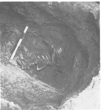 Fig. 5 — Fosse 9.  Rachis de bovidé et fragment de bois de cerf. 