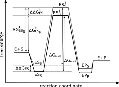 Figure 4: Energy profile diagrams for the CALB-catalysed acylation reaction acting on R (grey line) and S (black line)