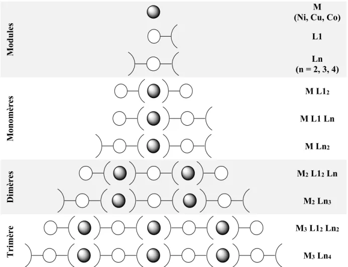 Figure  3.5  –  Types  d’assemblages  possibles  à  partir  des  modules  de  départ  amox  L1,  bis- bis-amox L2, L3 et L4 et d’un ion métallique M 
