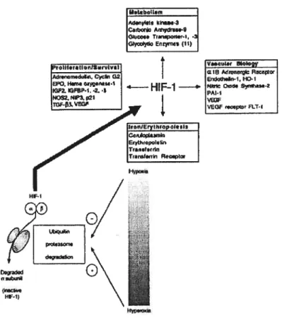 Figure 7. Processus d’adaptation à l’hypoxie. [Figure modifiée d’après Johnston et ses collaborateurs (2003) et Semenza (2001)].