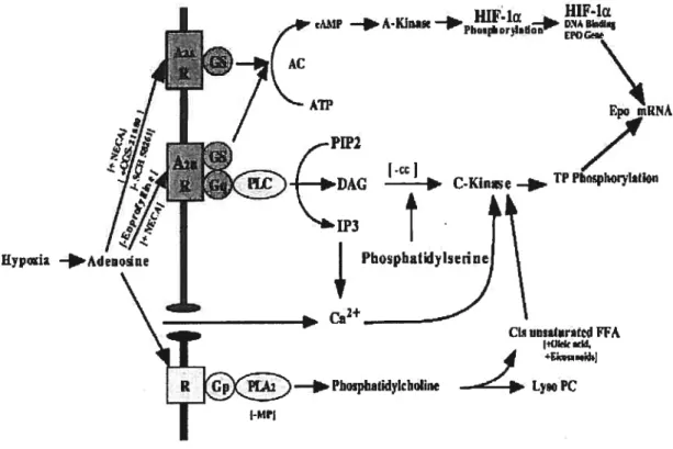 Figure 11. Modèle intégrant les protéines kinases A et C et la phospholipase A2 dans la régulation hypoxique de la production d’EPO (Fisher et Brookins, 2001)