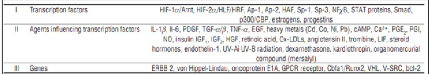 TABLE  I|  Factors  capable  of  influencing  Vegf gene  expression: Table  depicting  various  factors  affecting  Vegf  gene  expression,  whether  they are transcription factors, agents influencing transcription factors, or genes