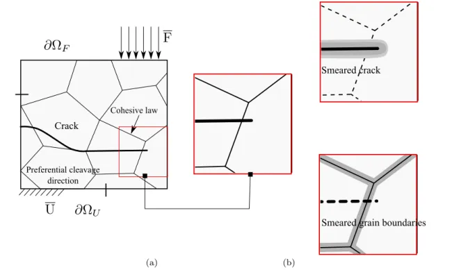 Fig. 1: Regularized representation of a crack: (a) sharp crack model of a polycrystalline body containing a crack;