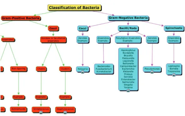 Figure 2.3 – Exemple d’une taxonomie de bactéries