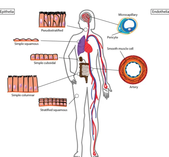 Figure  2.1:  Diversity  of  barrier  tissues  in  the  body.  a)  Illustration  of  barrier  tissue  diversity  along  the  organism