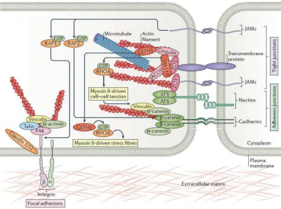 Figure  2.2:  Cell  barrier  junctional  complexes.  Representation  of  junctional  complexes  that  bridge  the  cell  with  neighboring  cell  and  surrounding  ECM