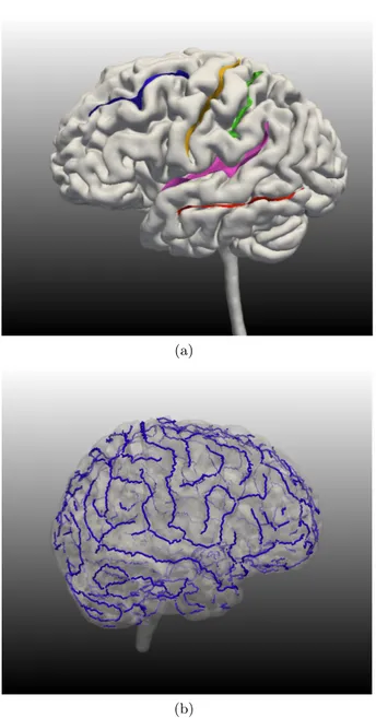 Figure 4.1: (a) Sulci are the grooves on the cortical surface. Five primary sulci of the left hemisphere (in color) are shown