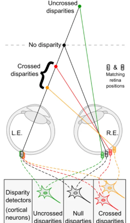 Fig. 4 Disparity tuned channels: cortical neurons acting as disparity detectors match corresponding retina positions