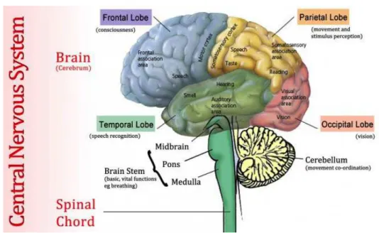 Figure 1.2: Schematic view of the Human CNS. Image courtesy of http: