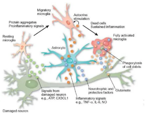 Figure 1.5: Astroglia and Microglia. Illustration of the protecting role of as- as-troglia and the cleaning role of microglia (image courtesy of [Monk 2006]).